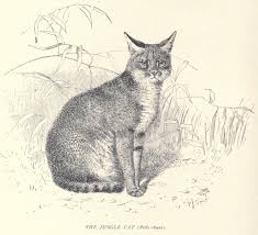 Ilustración de 1904