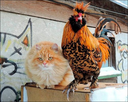 Gato y gallo (Alla Lebedeva)